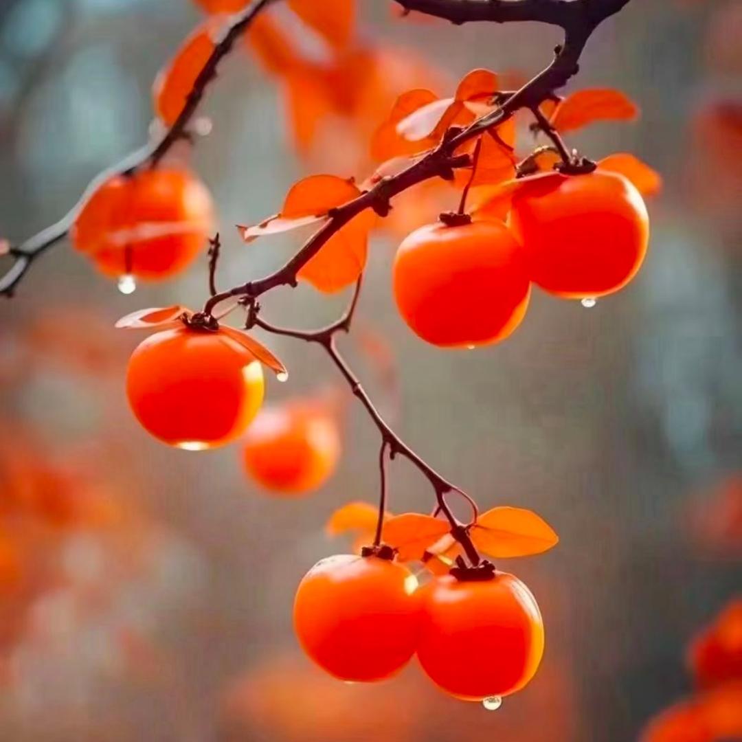 🍒余生随心🍒