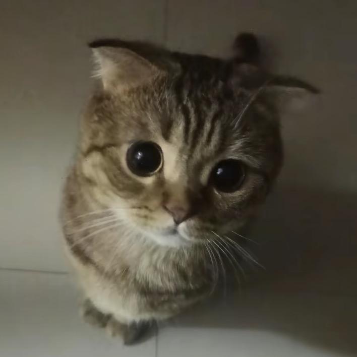 小菠糕