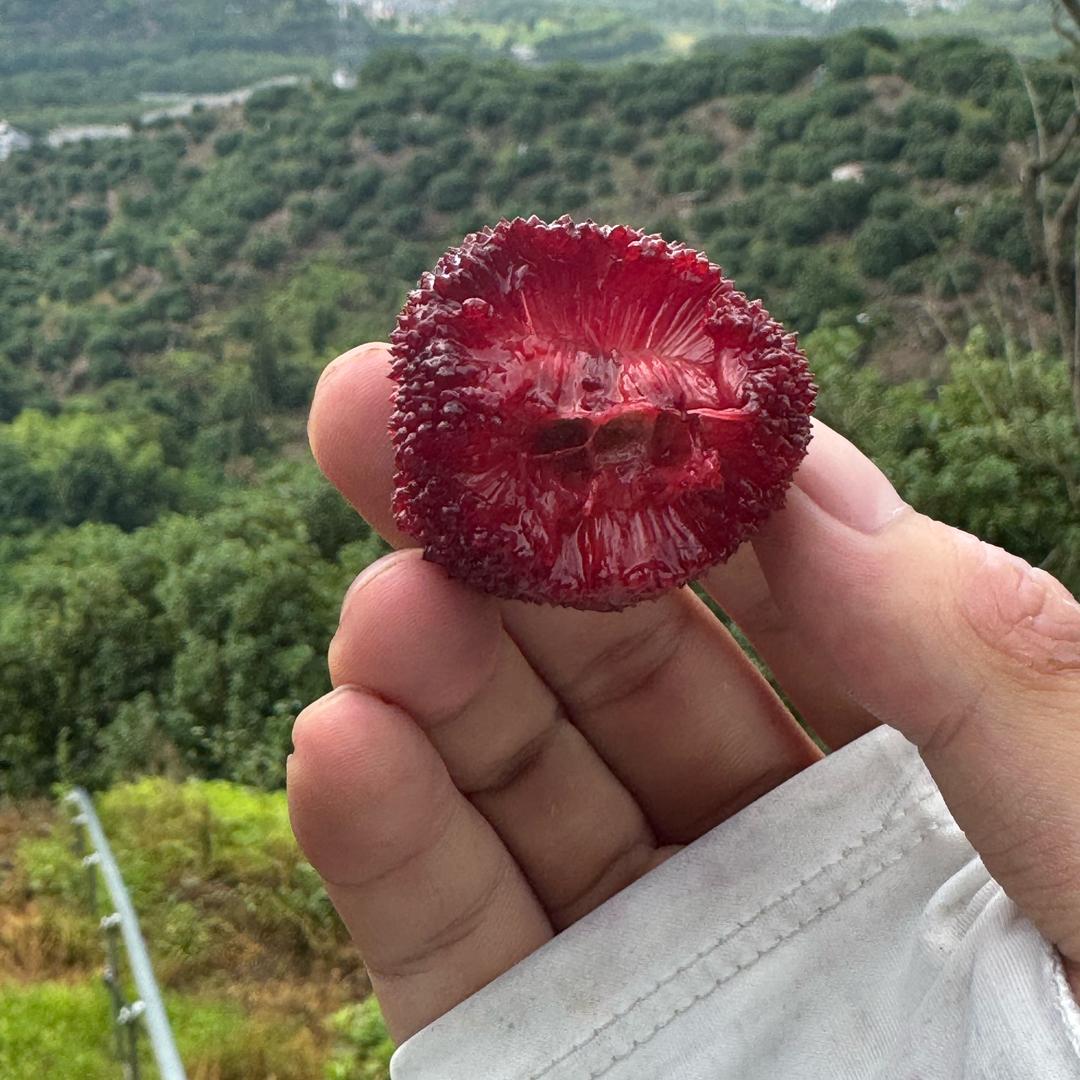 李同学家的仙居杨梅