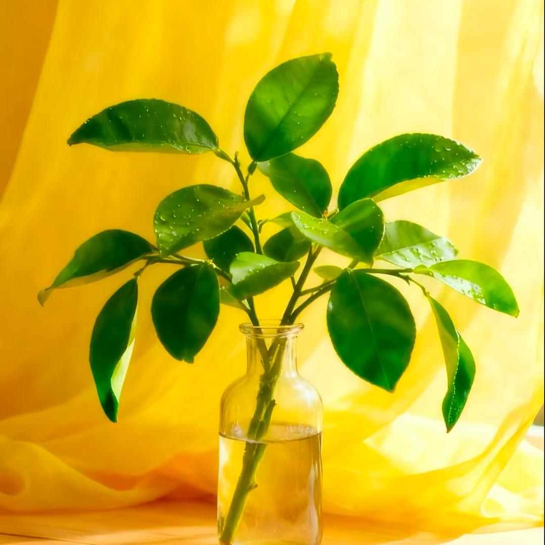 小柠檬🍋～超甜