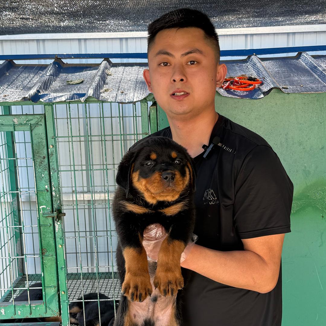 老王家的罗威纳