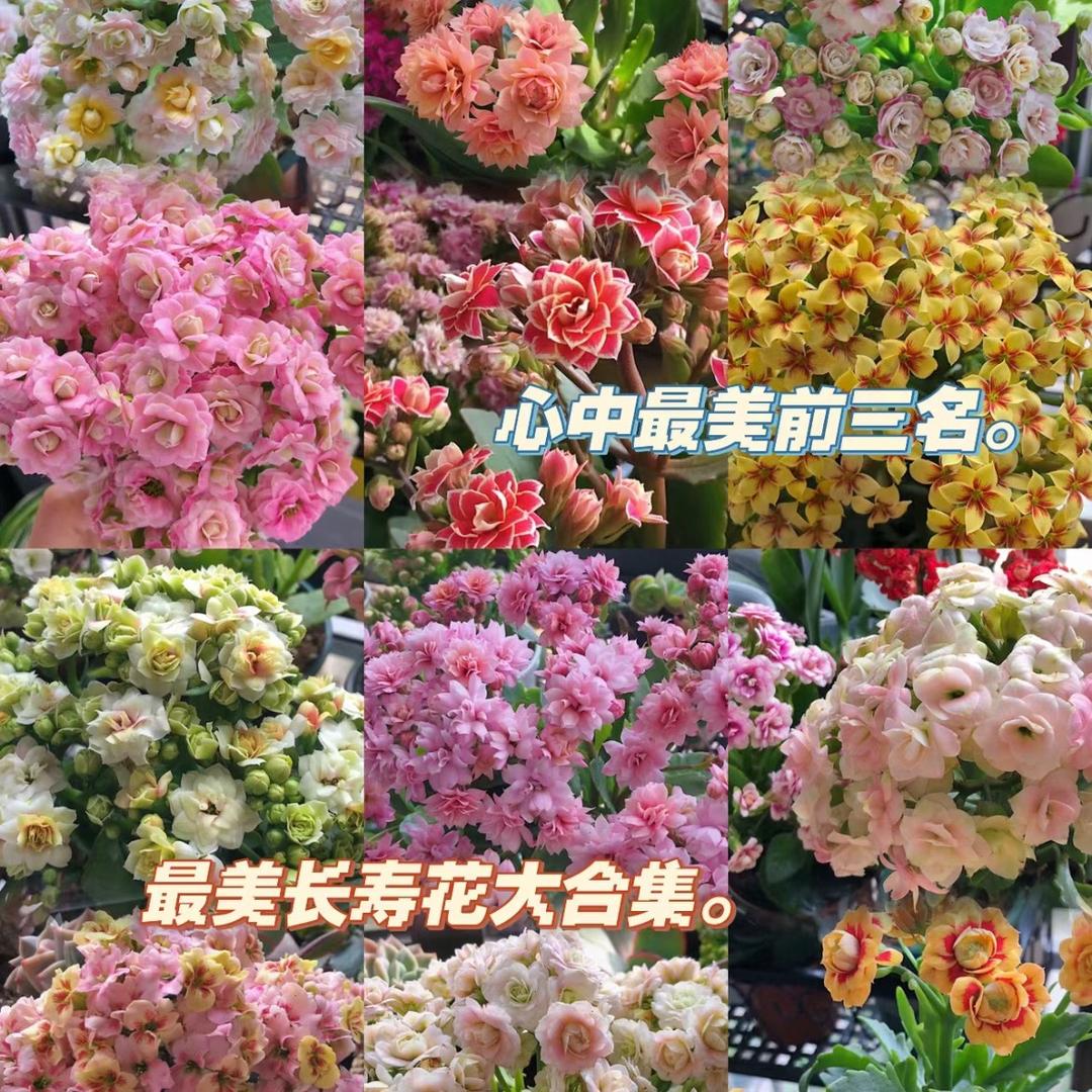 小夏的花园