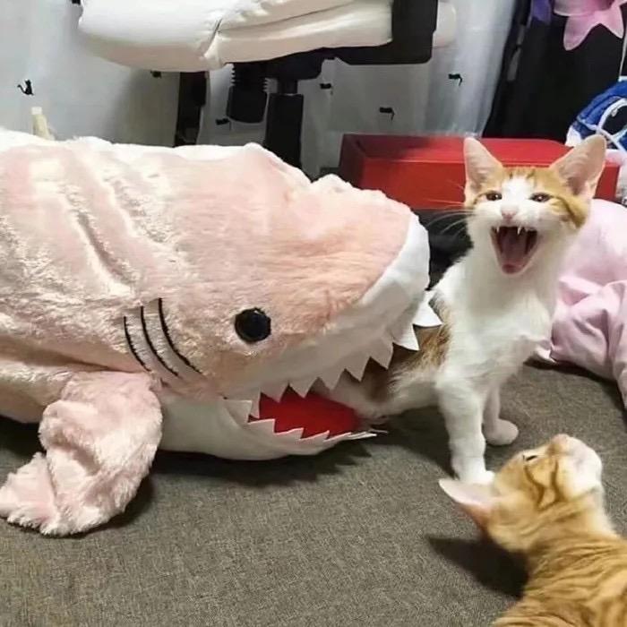 白日梦