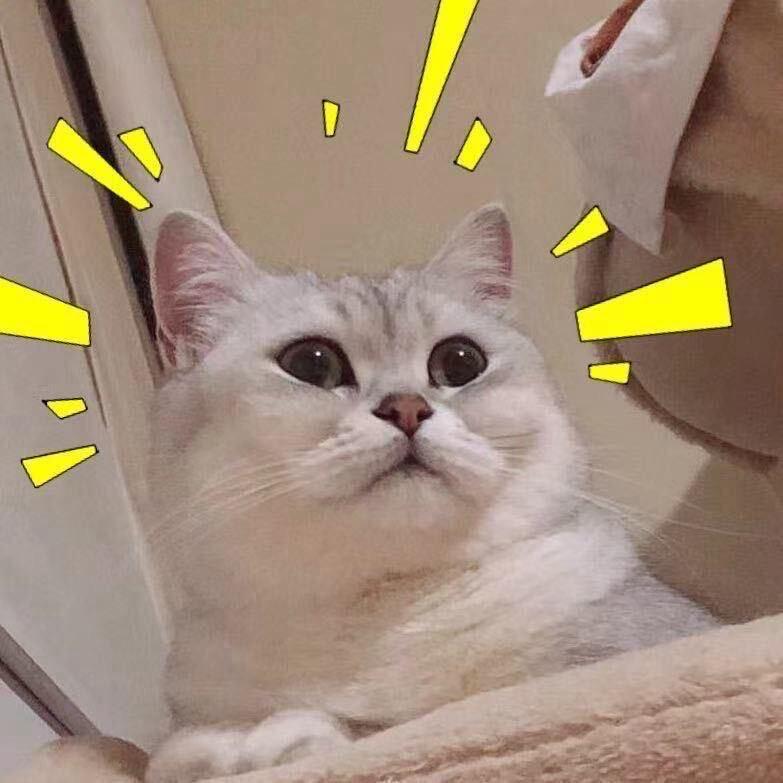 年猪猪