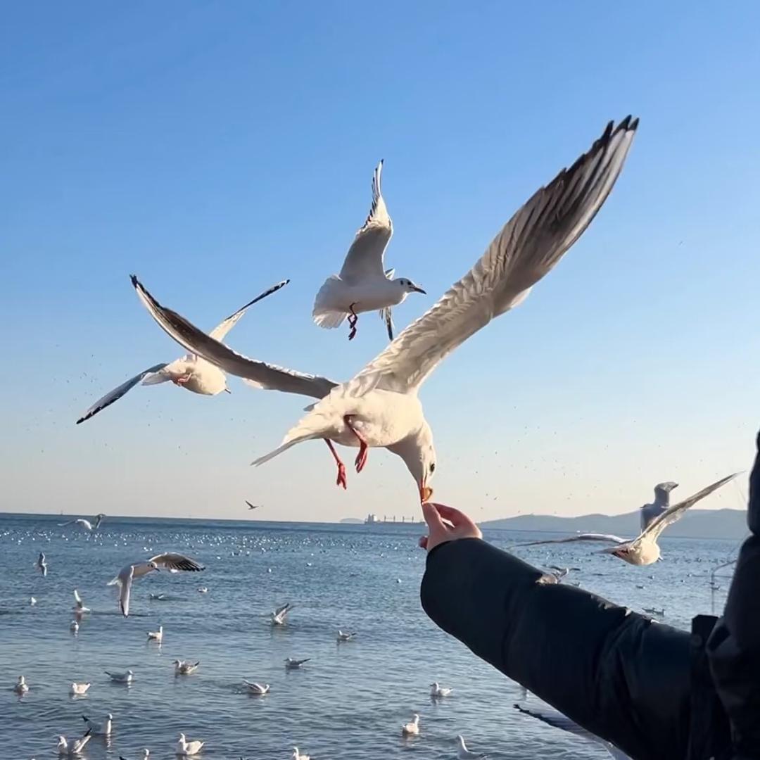 青花椒