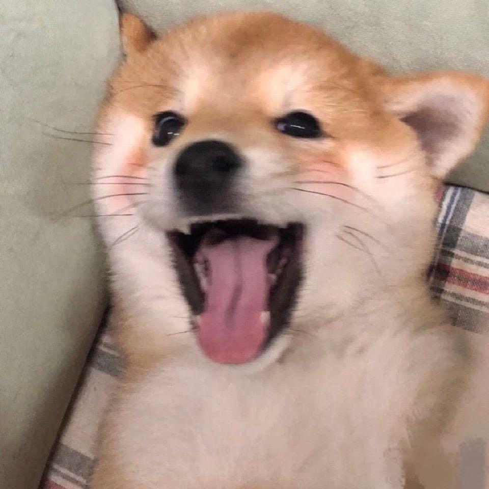 今晚吃大鱼   ᵕ̈
