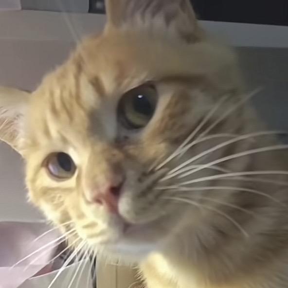 晚安的游戏日记