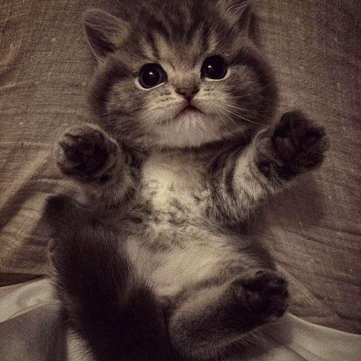 分秒必争的小猫🐱