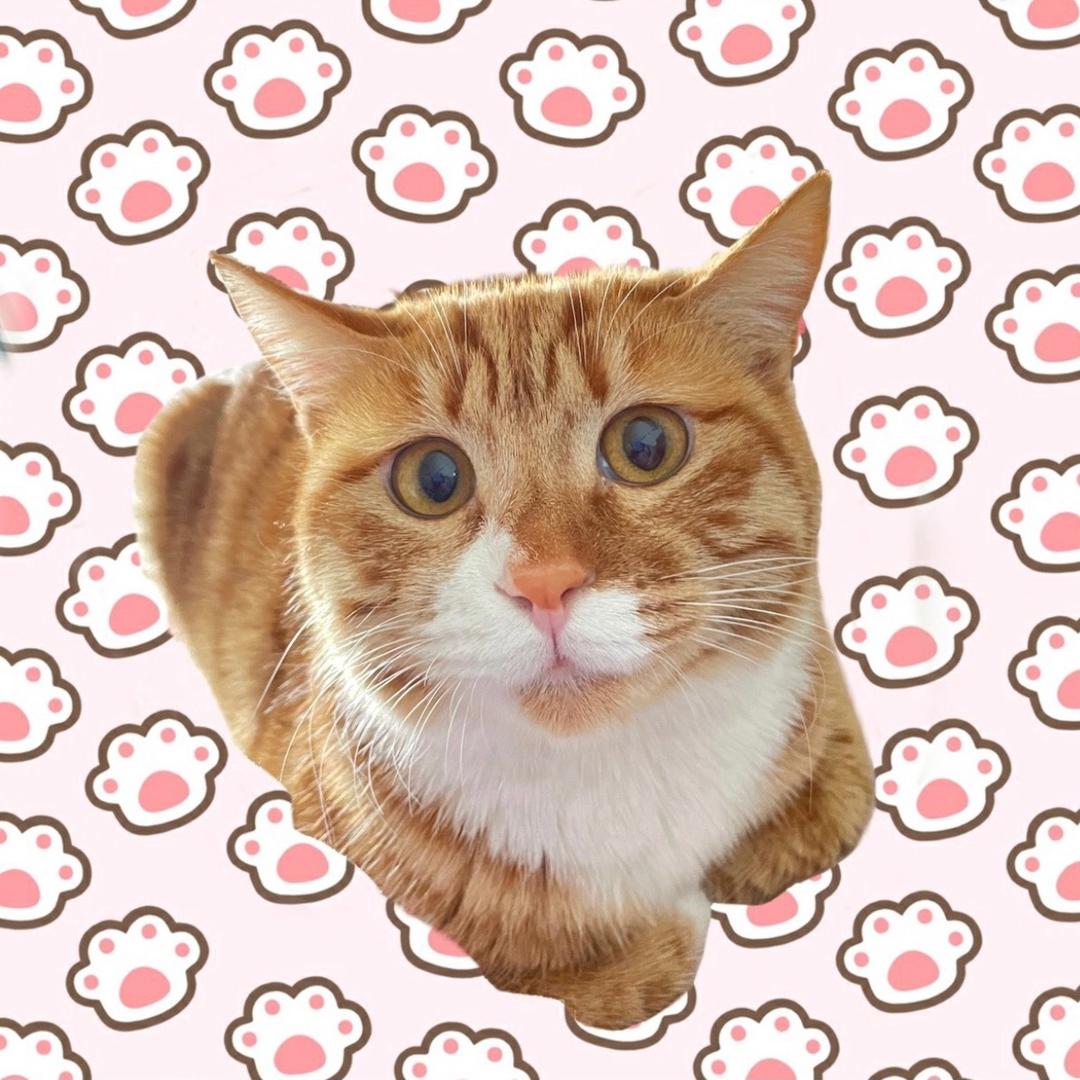 猫猫不听话