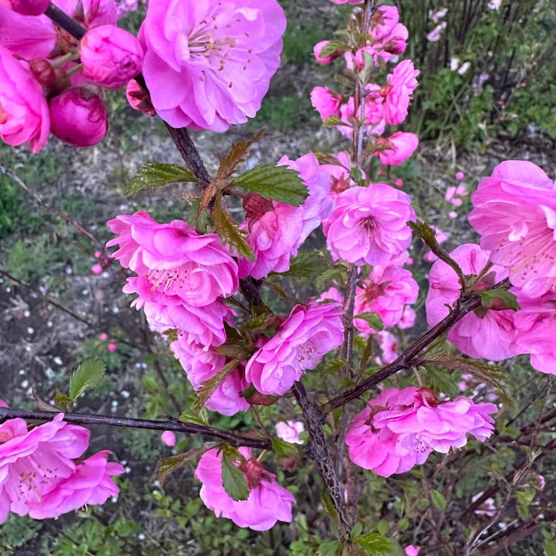 如意姐收徒（短视频+直播）