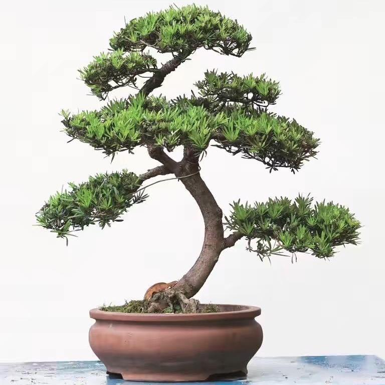 鼎祥居盆景
