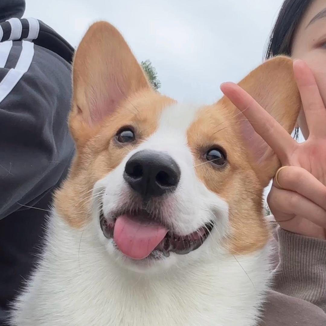 土豆不是洋芋🥔