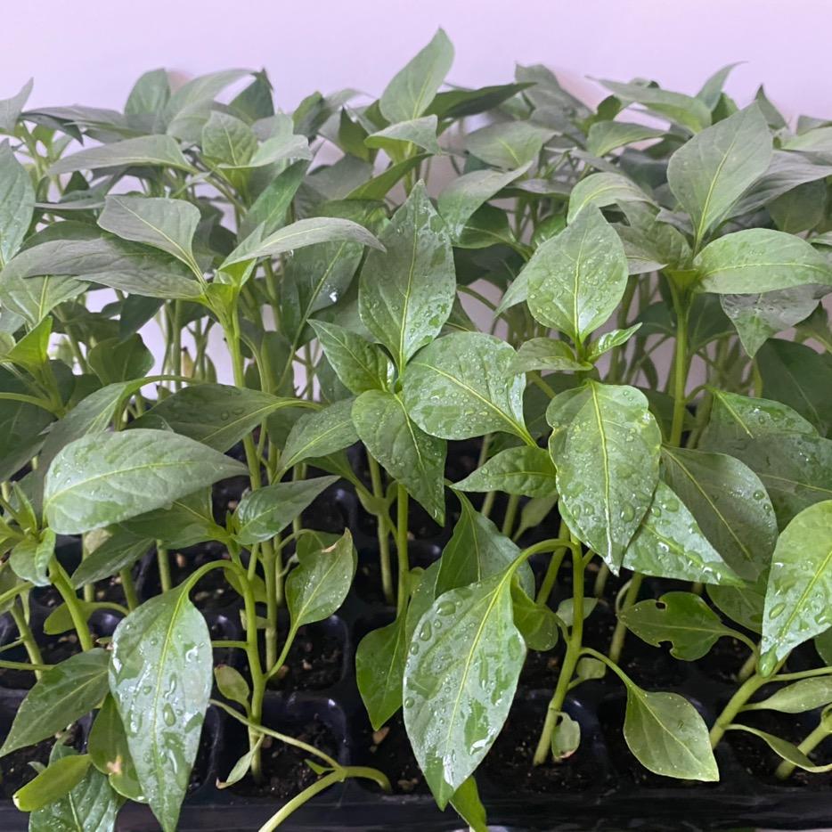 易丰达苗木园艺