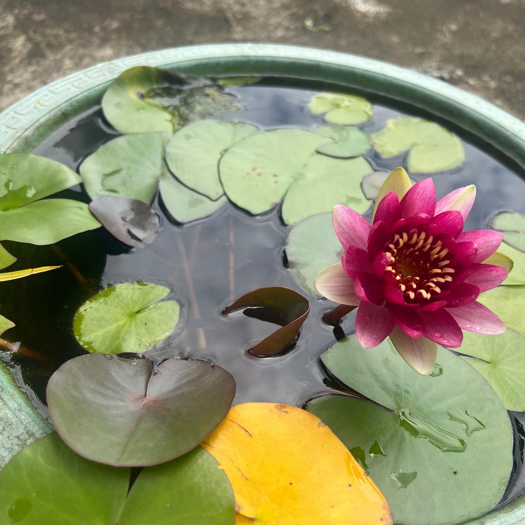 温燕妹