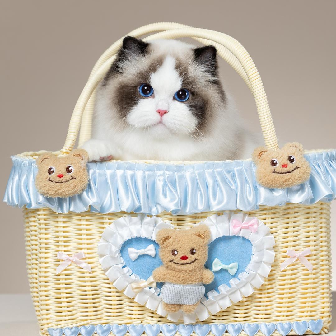 张宝彤布偶猫舍｜直播号