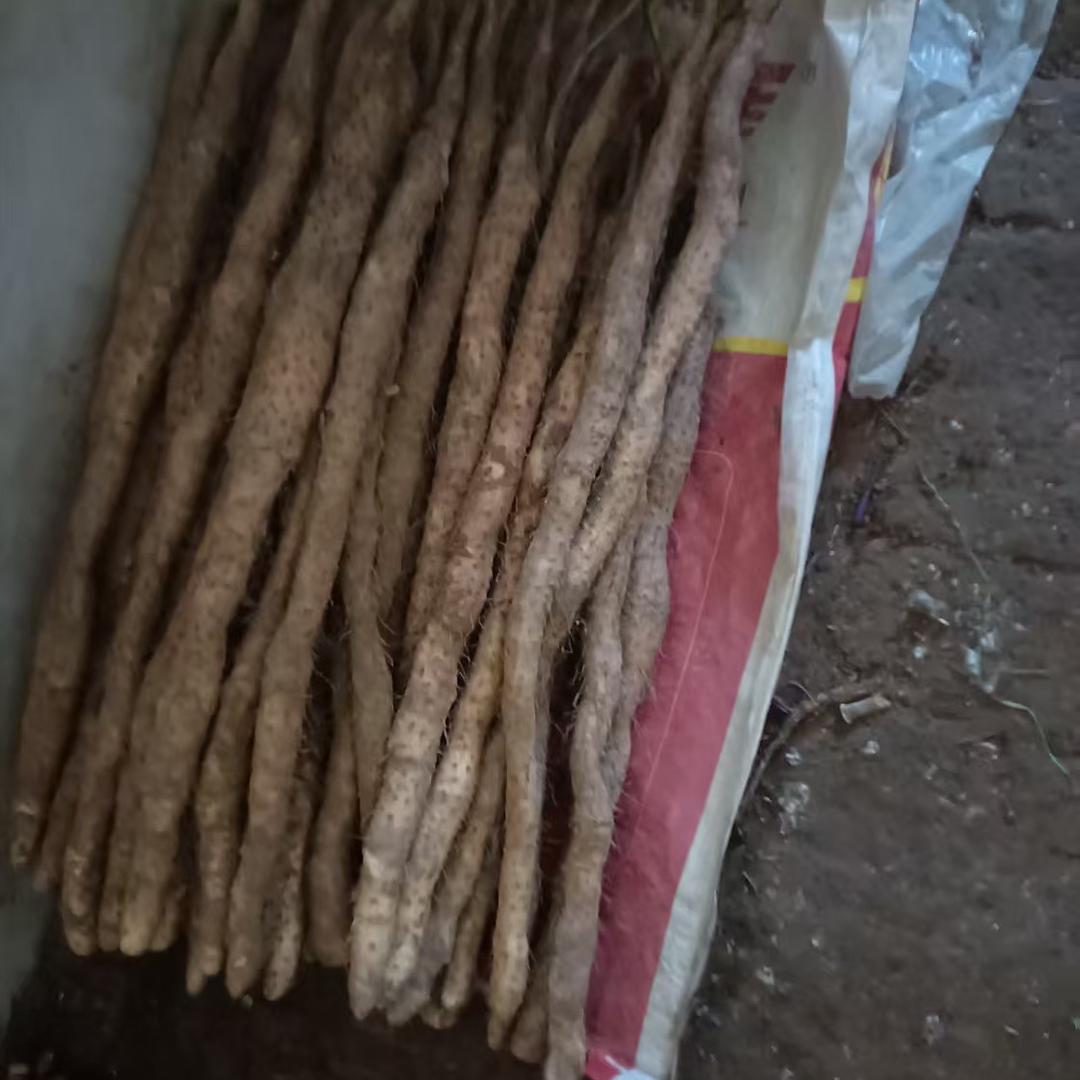 王小屯温县垆土铁棍山药