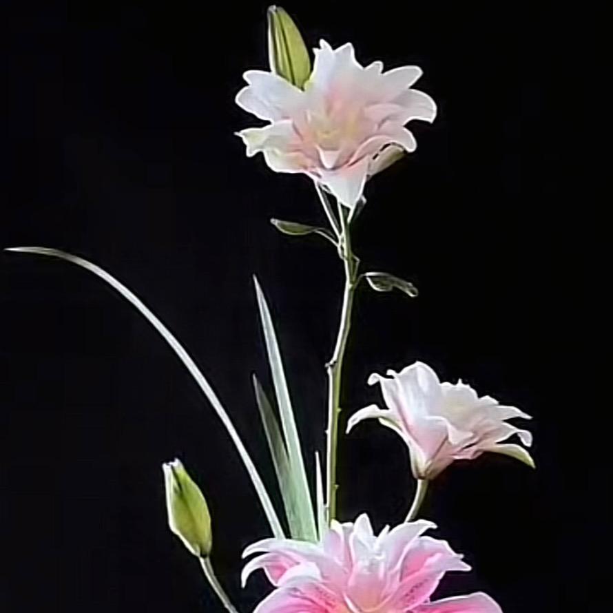 ♌悠然💌安生♌