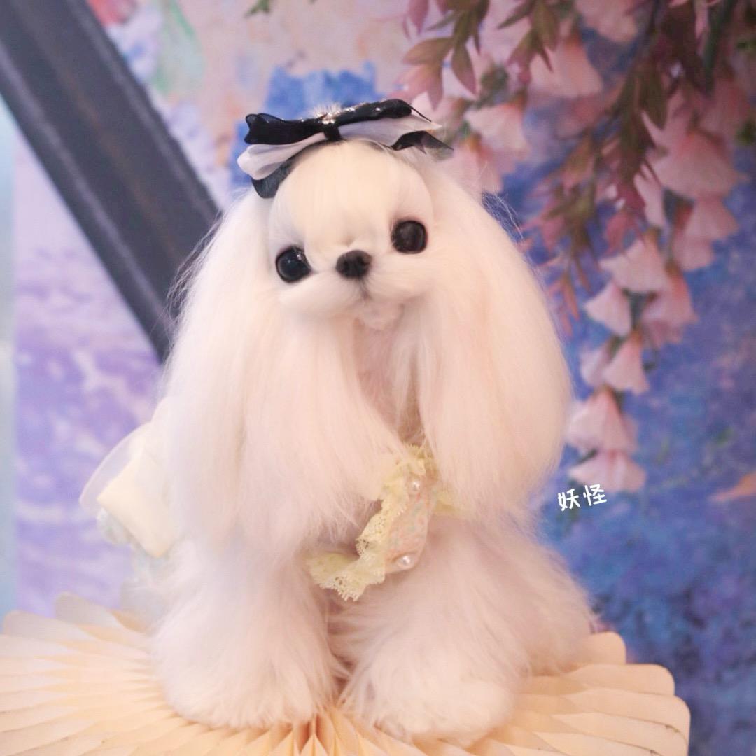 启东小猪侬