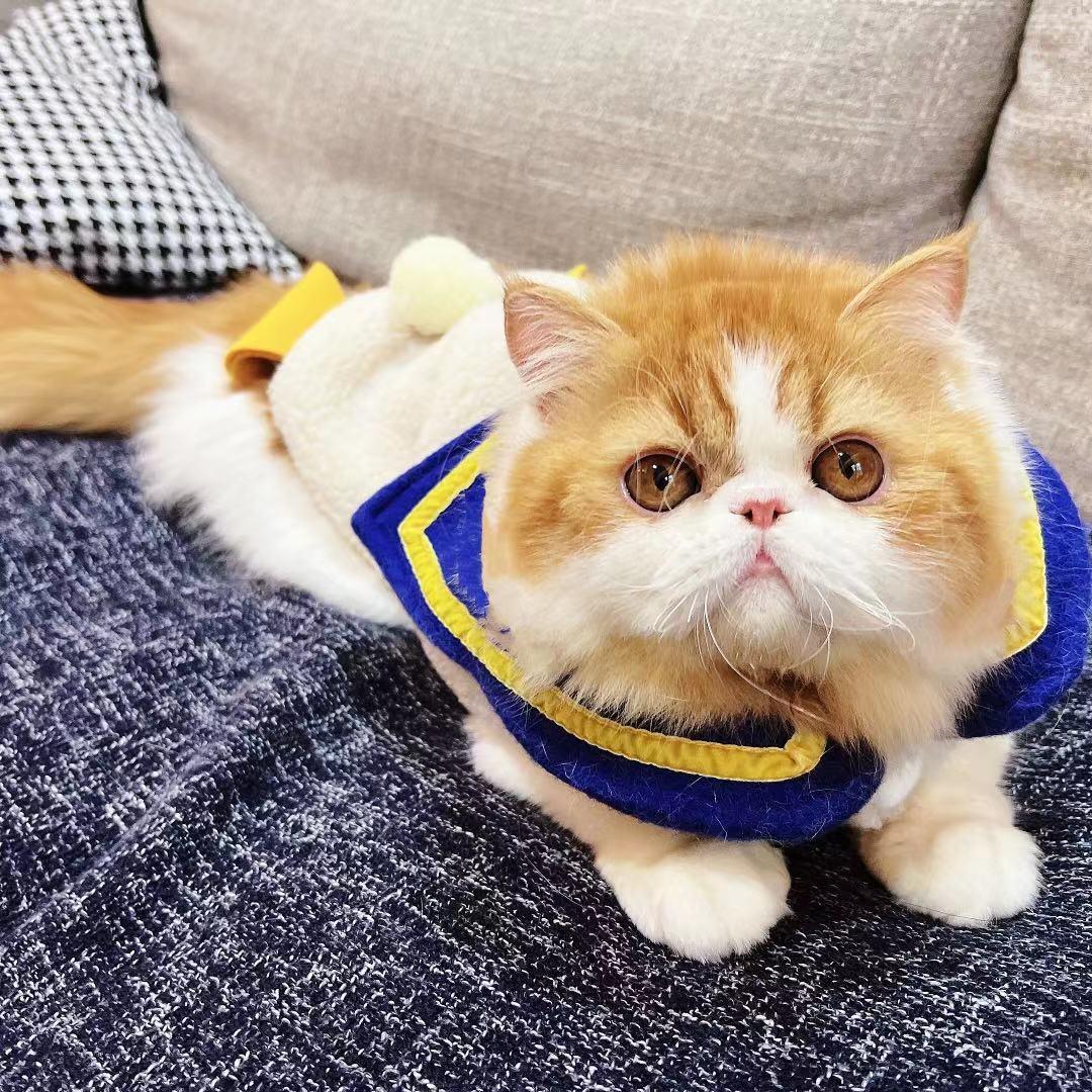 💕💕💕福尔摩斯公主
