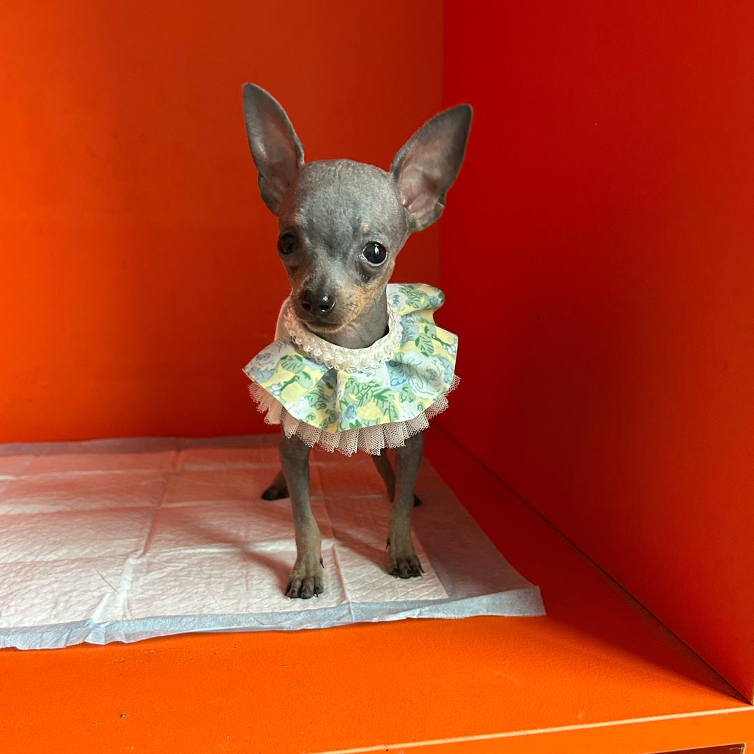 【毛毛家萌宠】小鹿犬繁殖