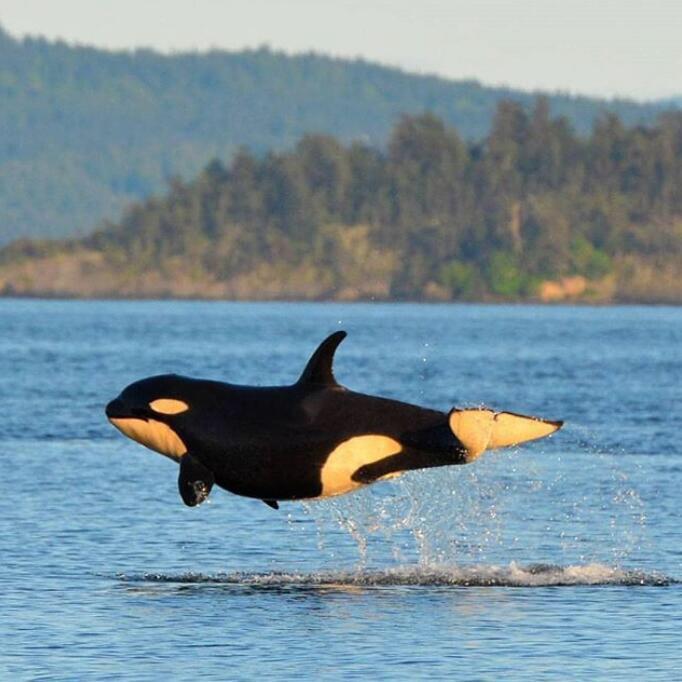 热气市民章章章