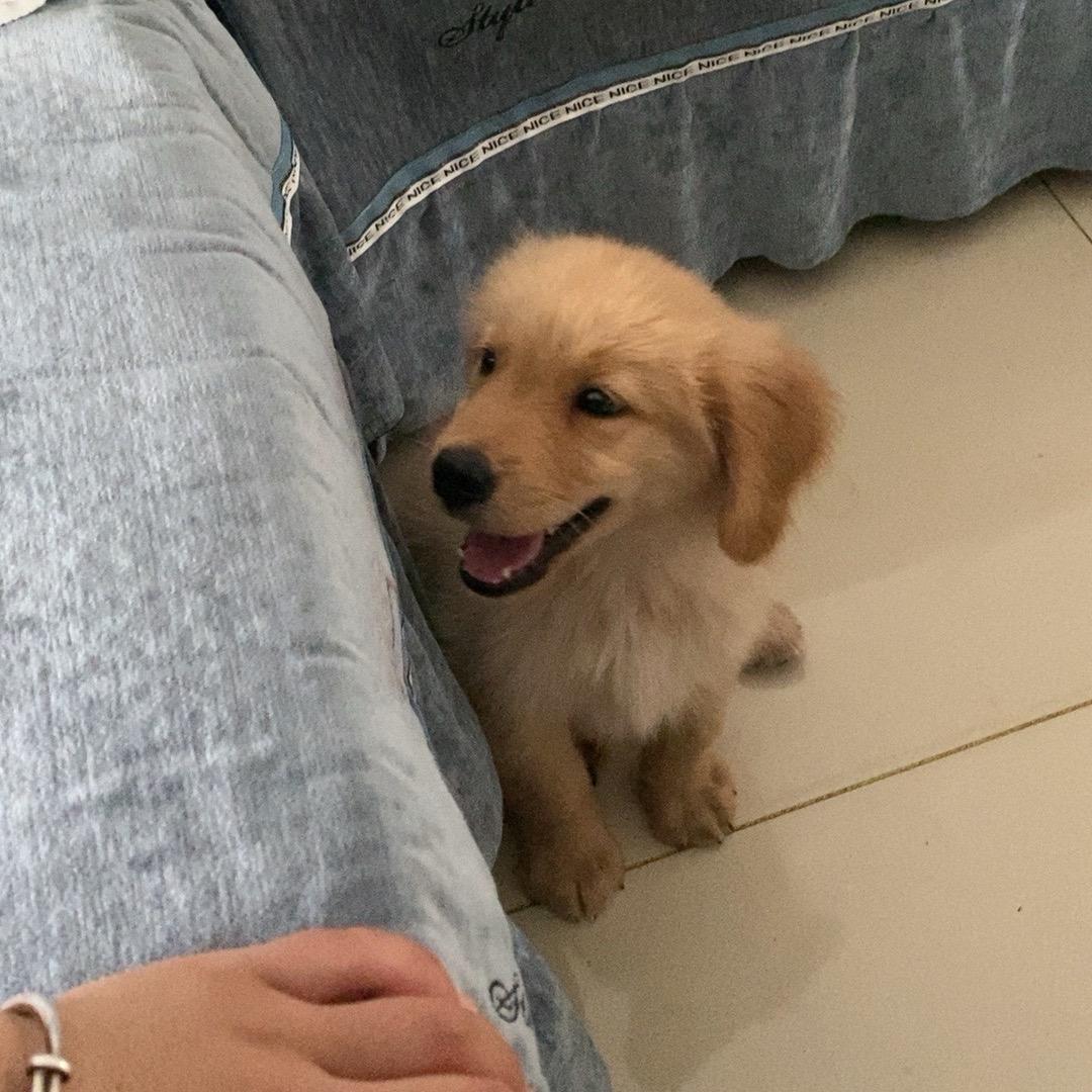 💞豆包与可乐的日常