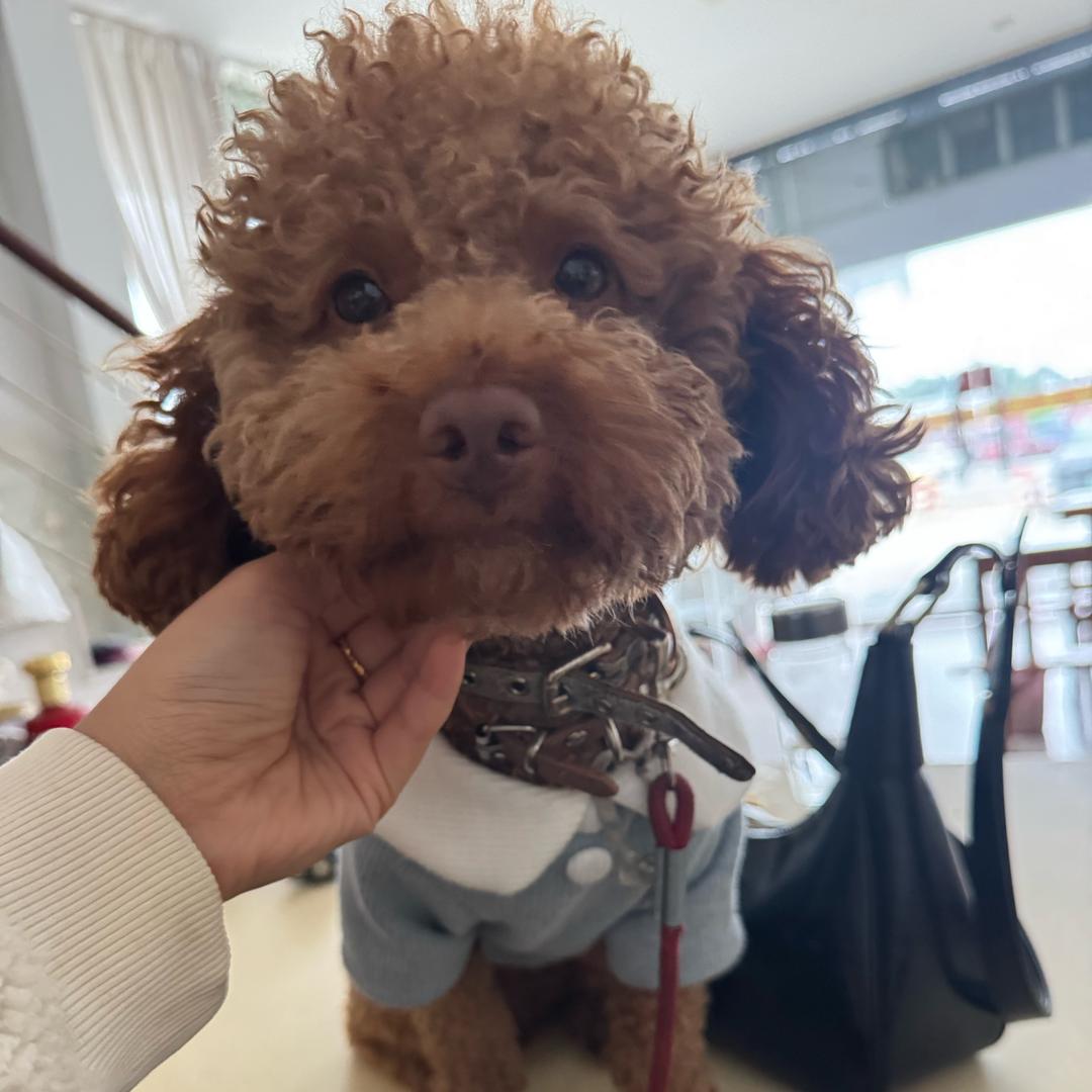胖墩是条狗🐶