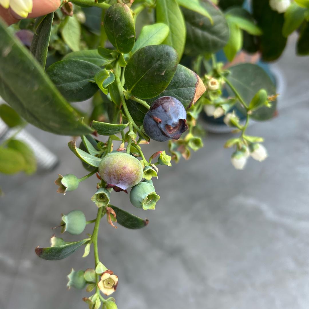 蘑教圣菇