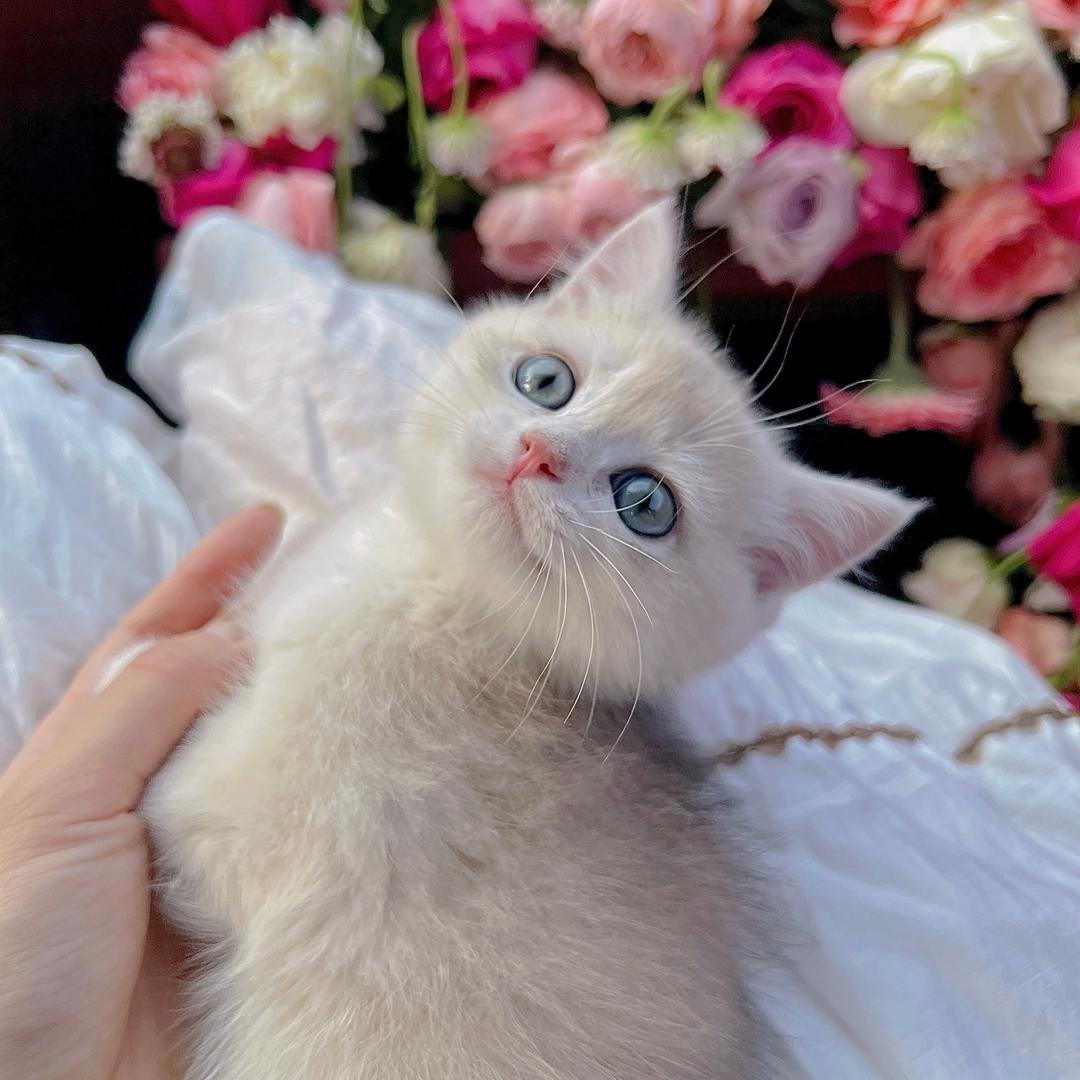 🌟大小只🌟