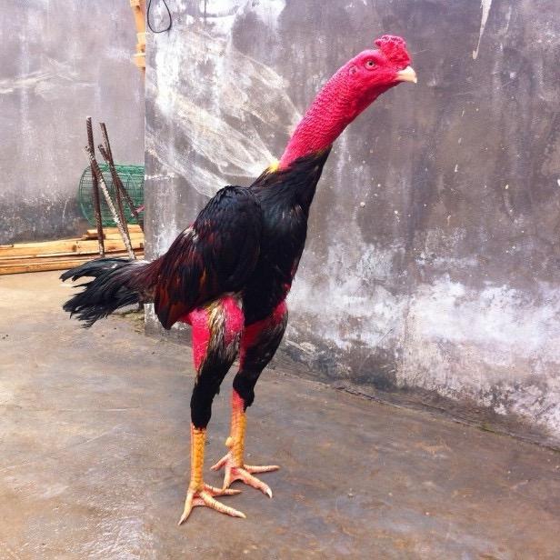 孤勇战斗鸡（涨粉中）