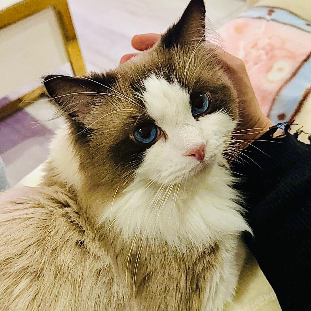 猪迪他爸