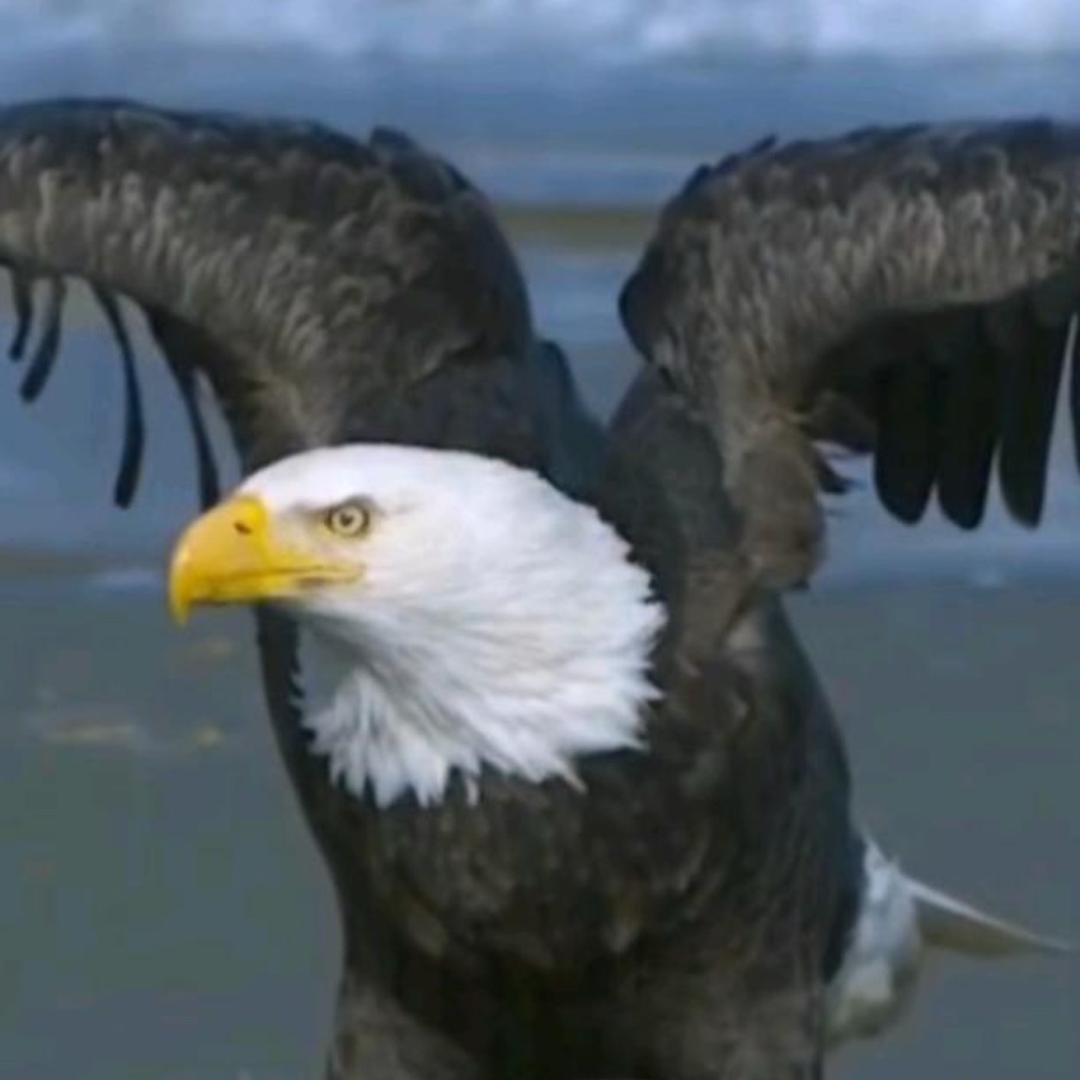 L🦅