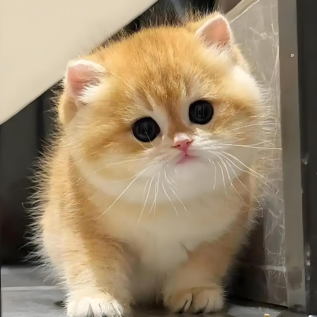 老猫宠物