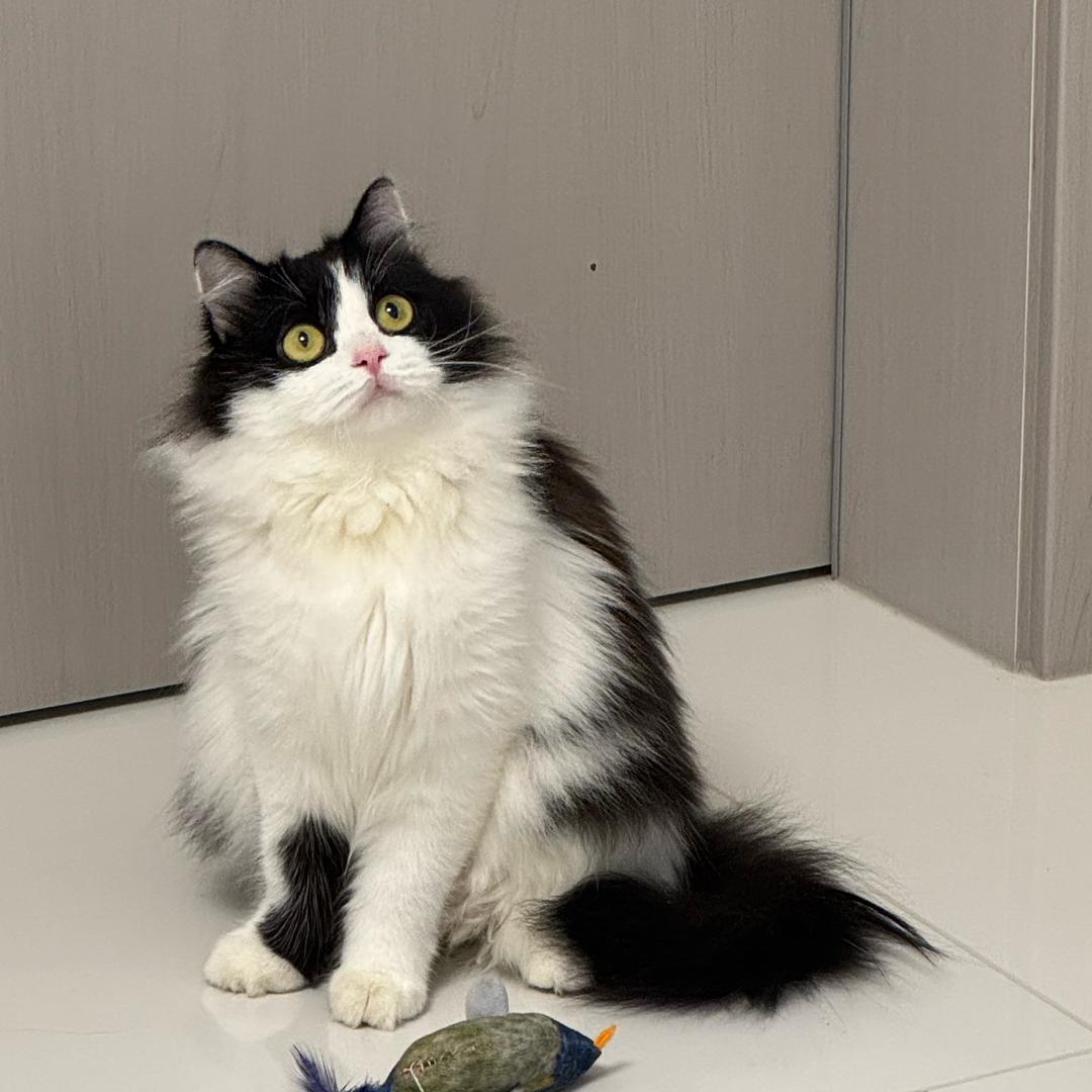 你是哪个小饼干🍪