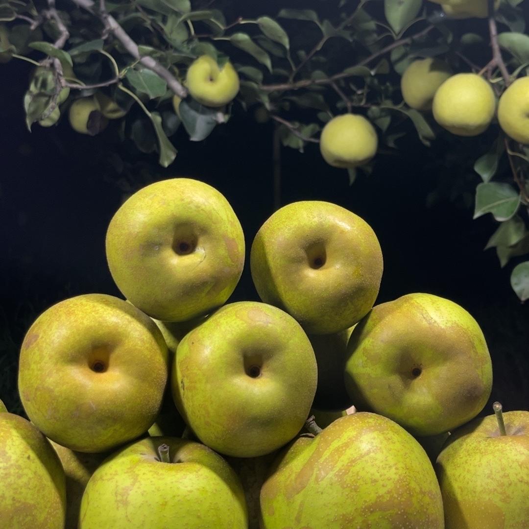 满天星好物甄选