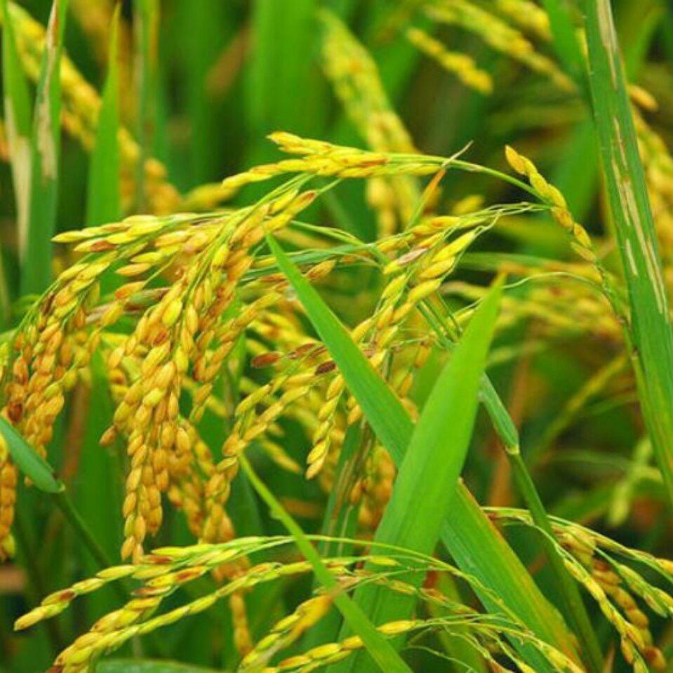 一艾农嘉旗舰店