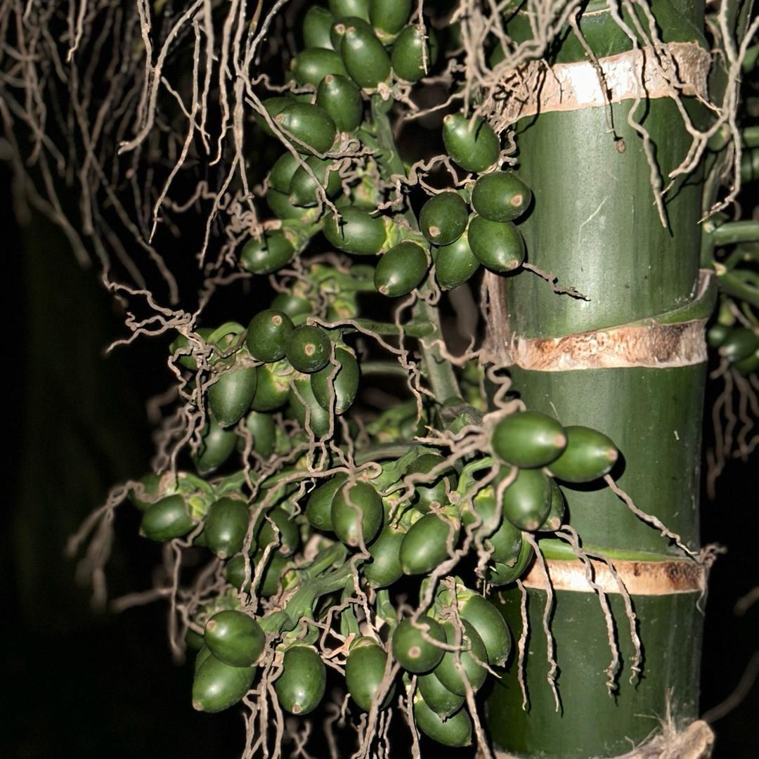 槟榔故事（根村长）