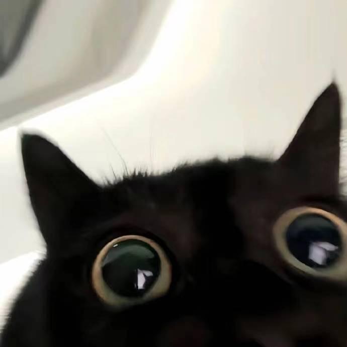 笨蛋小猫-.-