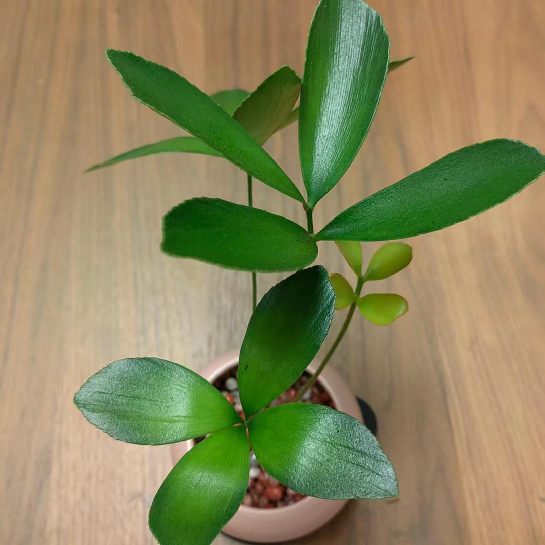 安澜·自我成长🌿