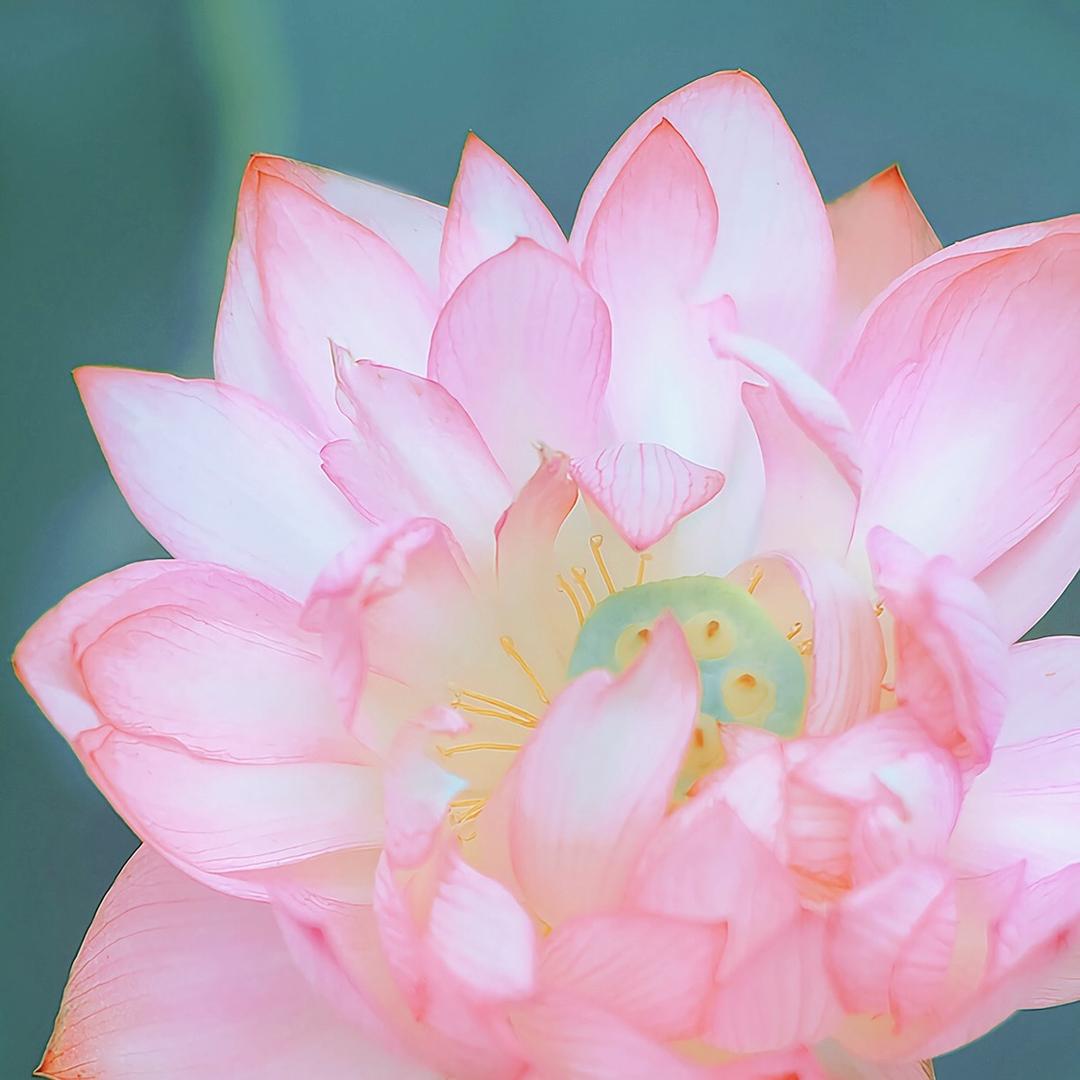 木行
