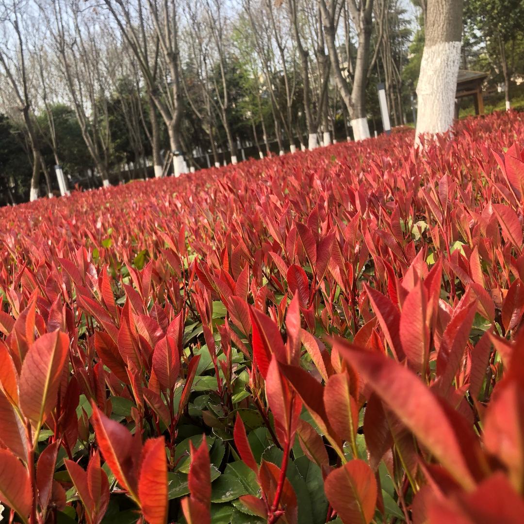 a消妈我是只小松许哟🐯