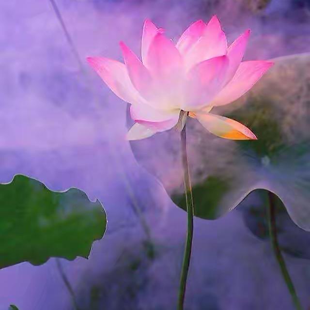 备忘录📝：  💖ིྀ ୨୧