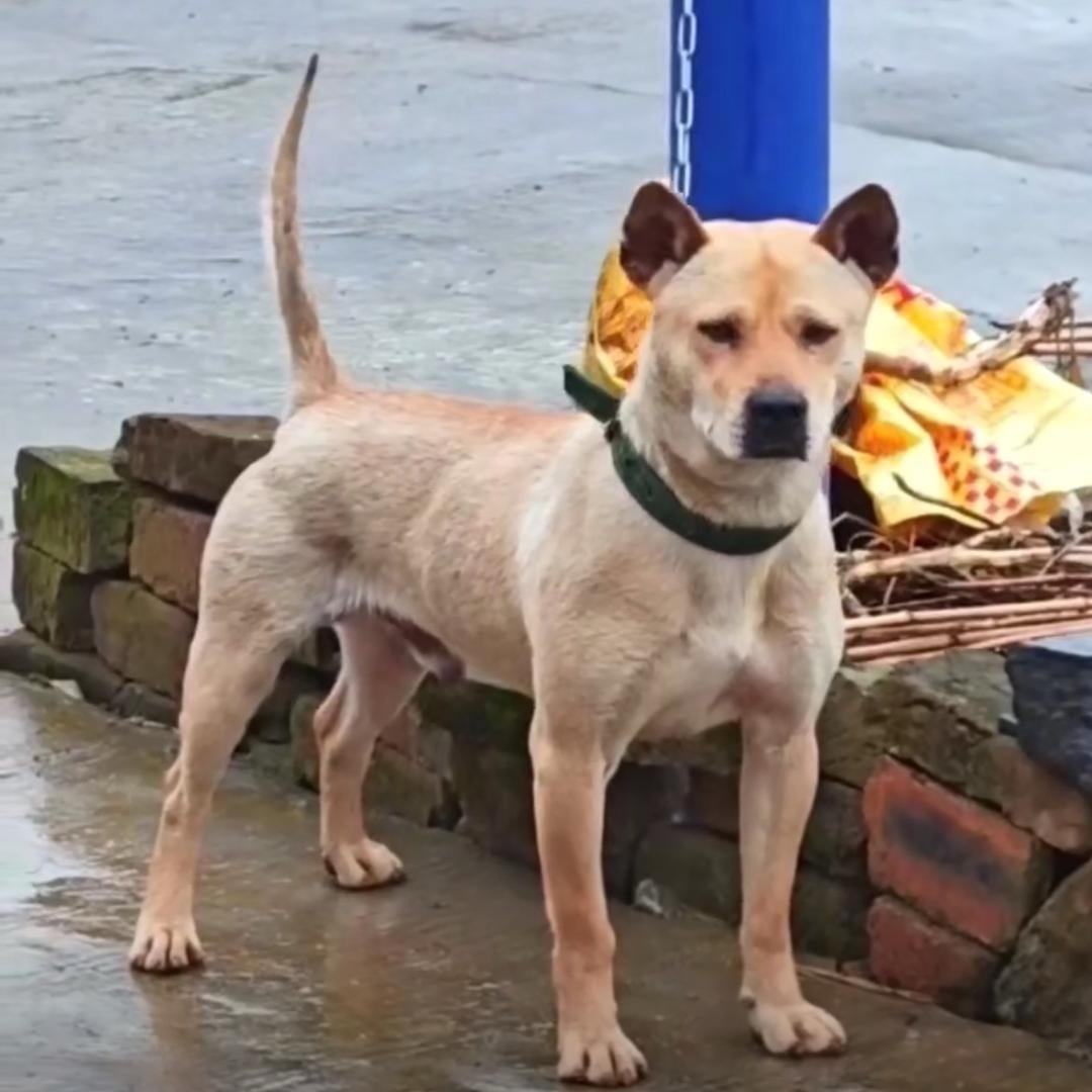 我的田园梦 （小莫）