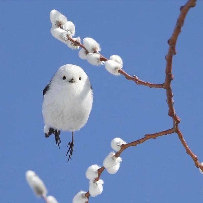 宝布里（不回私信）