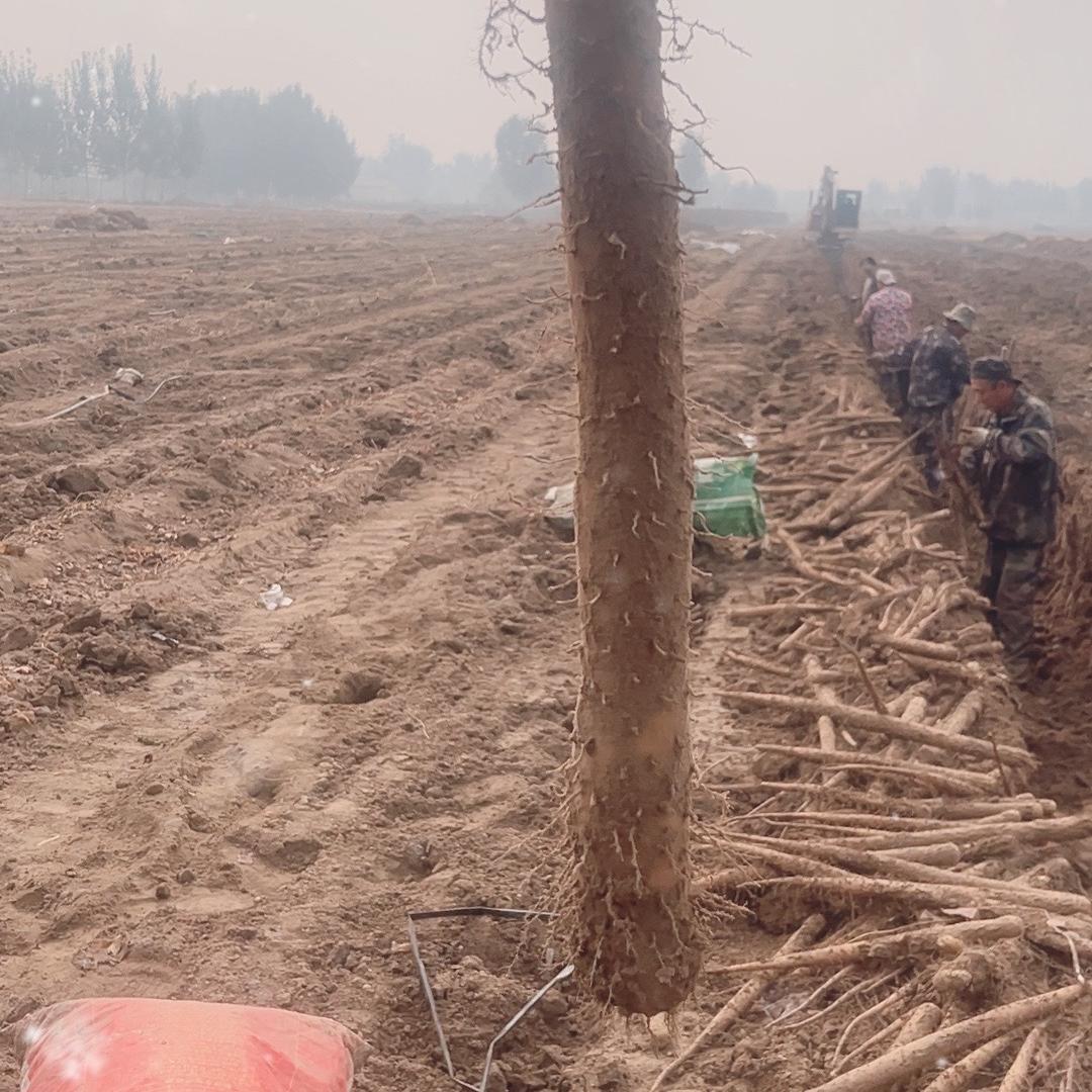 五哥鲜果产地直采