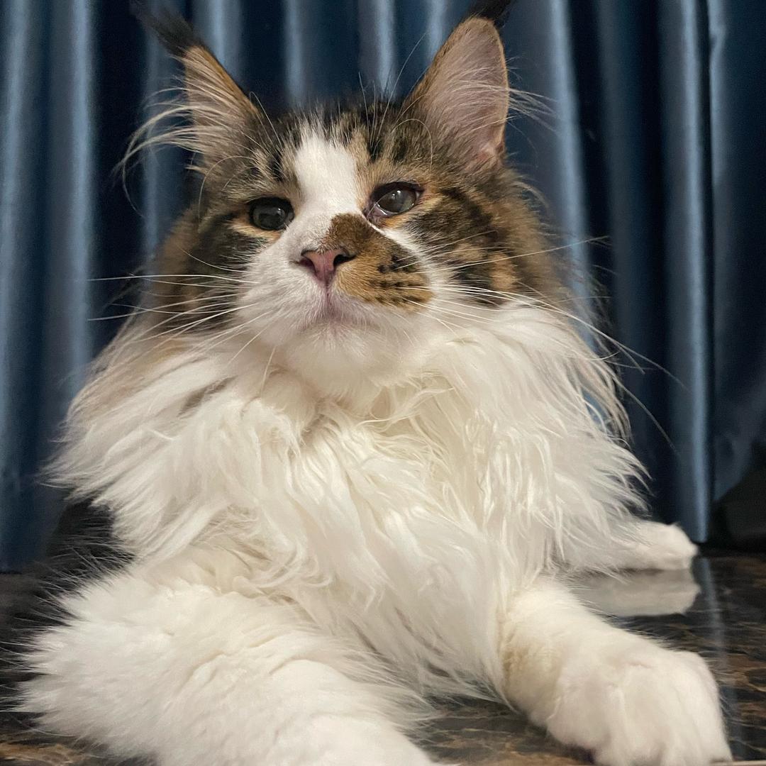 蛋崽缅因猫舍