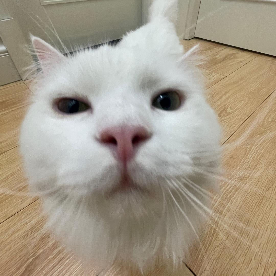 唯愛芒果綜藝