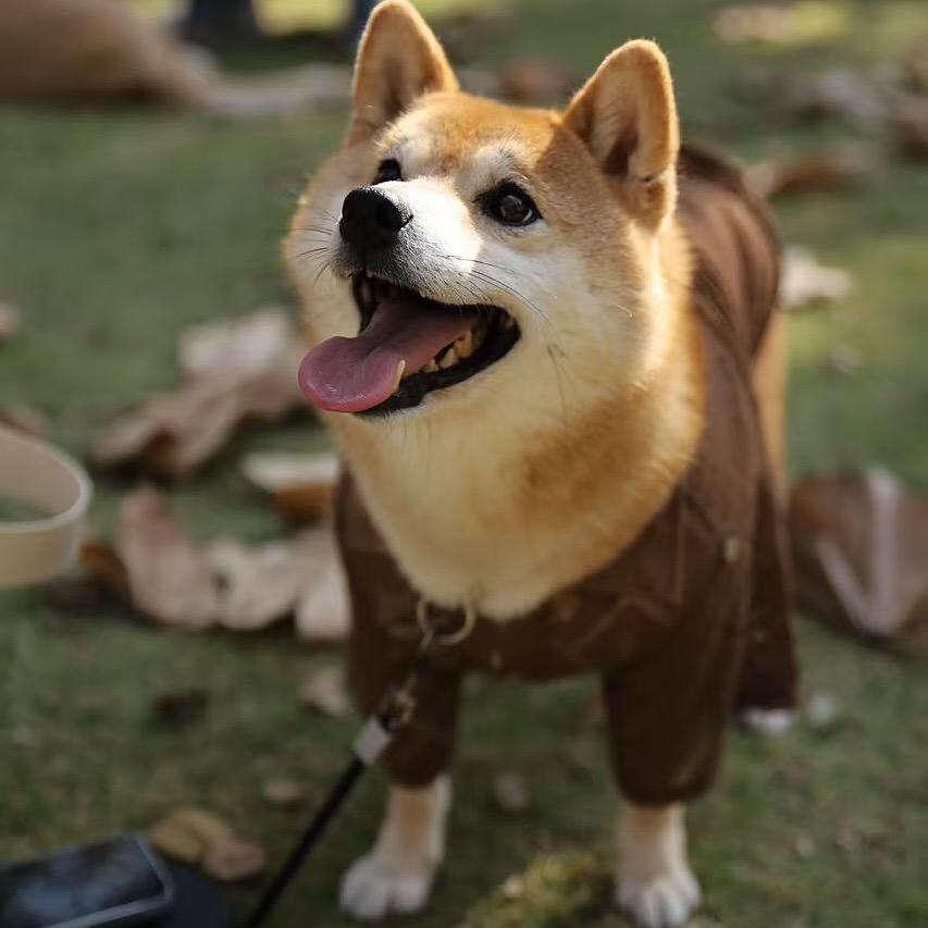 铁血战士暴龙神
