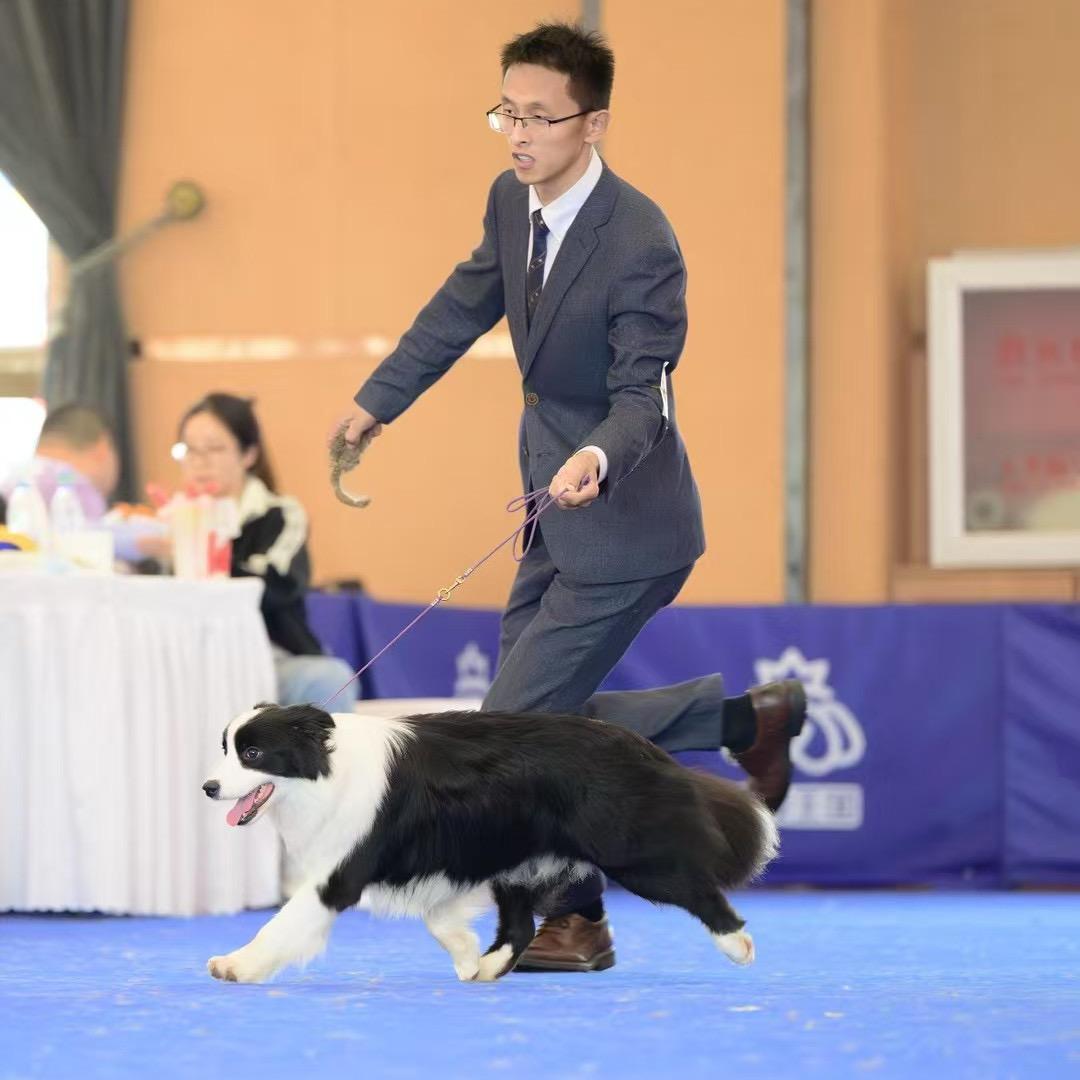 晴岚赛级边牧犬舍