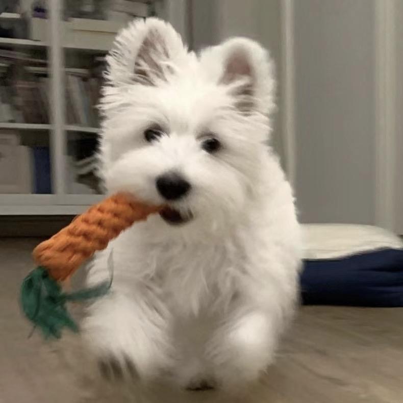 TEQUILA只要青柠角🍋‍🟩